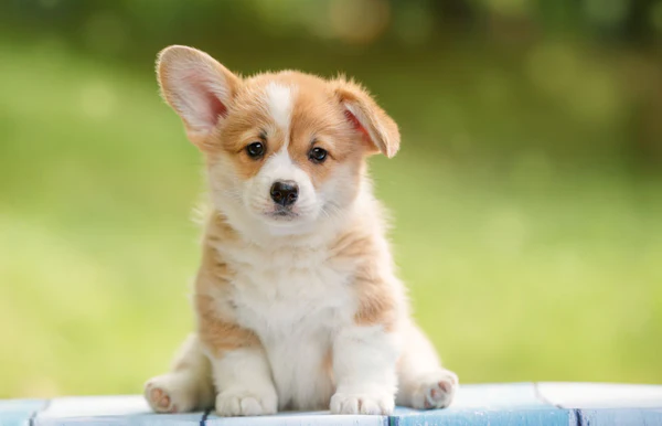 Decoding the Hidden Language of Dogs